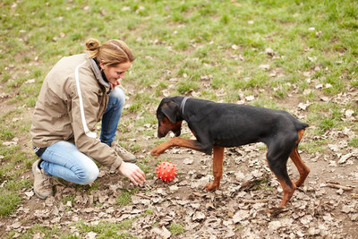 Dobermannmischlingshündin SALSA