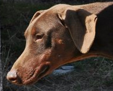 Dobermannrüde Kingston