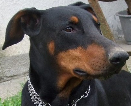 [Translate to Ungarisch:] Dobermann-Rüde Tapi