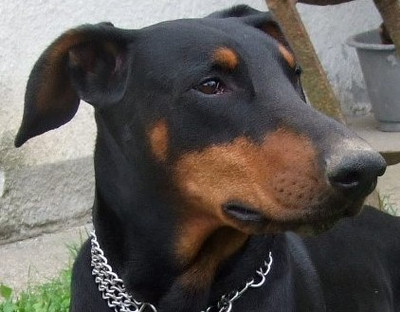 [Translate to Ungarisch:] Dobermann-Rüde Tapi