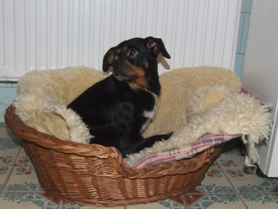 Kleine Mischlingshündin Miss Mimi