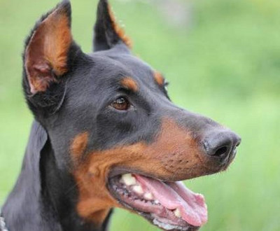 Dobermannhündin Masni