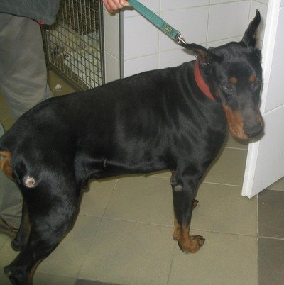 Dobermannrüde Pascal