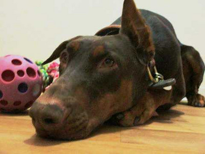 Notfall Dobermannhündin ALICE