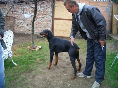 Dobermannrüde Gino