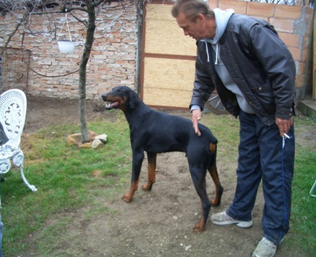 Dobermannrüde Gino