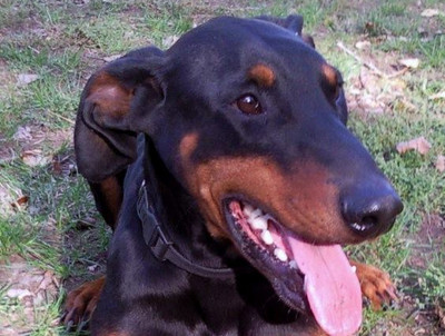 Dobermannrüde SERGIO