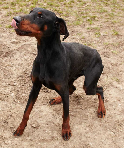 Dobermannrüde GUCCI