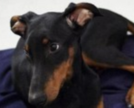 Dobermannhündin Clara