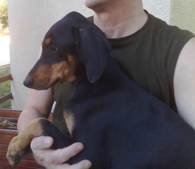 Dobermannhündin Olivia