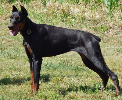 Dobermannhündin BRENDA