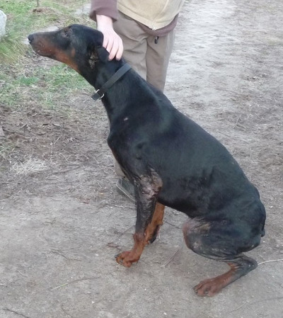 Dobermannrüde Henri