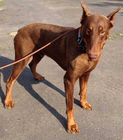 [Translate to Ungarisch:] Dobermannrüde Roy
