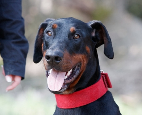 Dobermannrüde Omar/Fumé