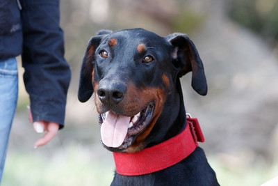 Dobermannrüde Omar/Fumé