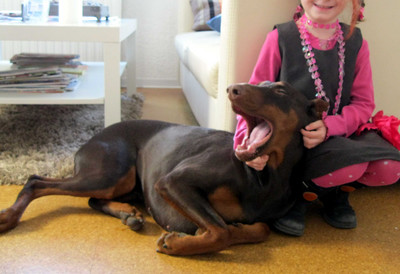 Dobermannhündin ALICE