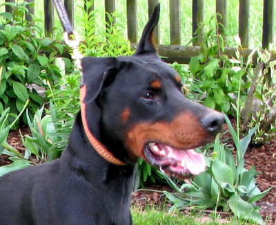 Dobermannrüde Connor