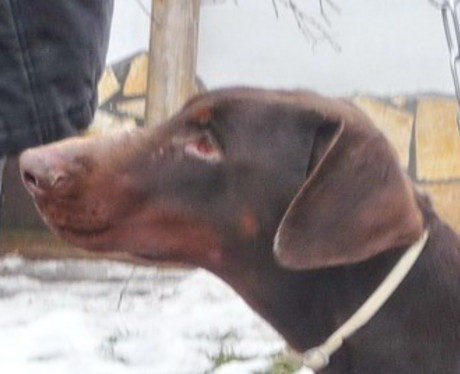 Dobermannhündin Kiwi