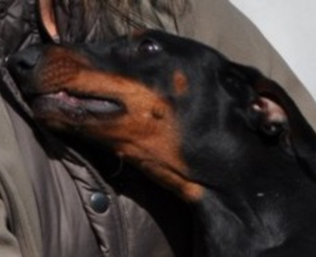 Dobermannhündin Livia