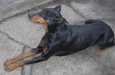 Dobermannhündin Bella