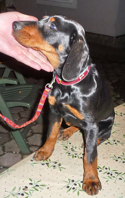 Dobermannhündin Lima