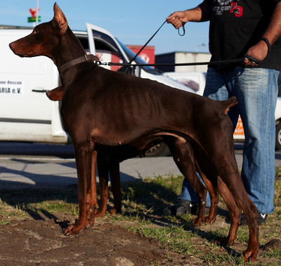 Dobermannrüde Aris