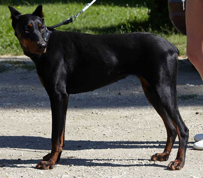 Dobermannhündin BRENDA