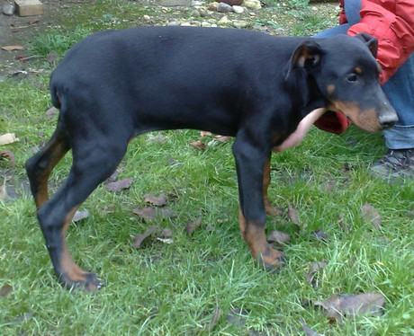 Dobermannhündin Mona