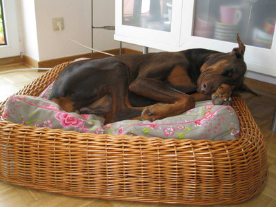 Dobermannhündin ALICE