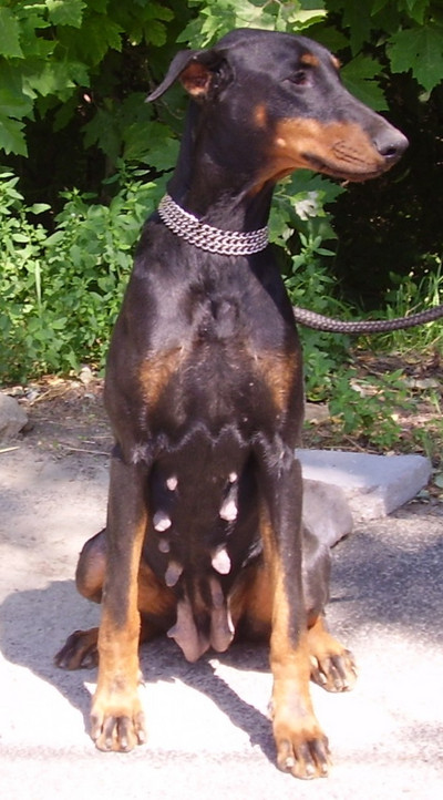 Dobermannhündin Montana