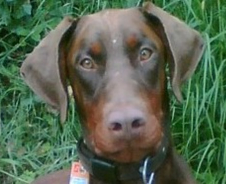 Dobermannrüde Paddington