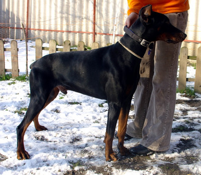 Dobermannrüde Bertie