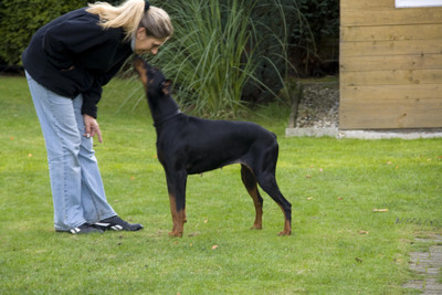 Dobermannhündin Bonnie