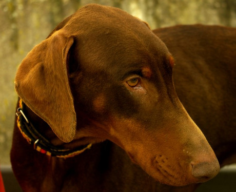 Dobermannhündin Donna