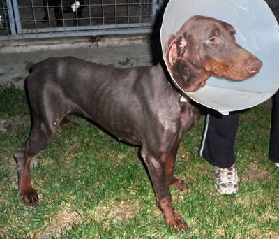 Dobermannrüde Clyde