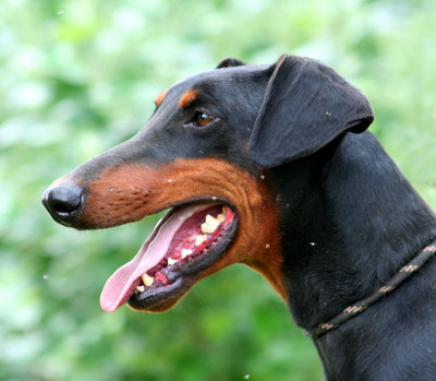 Dobermann-Rüde Morpheus