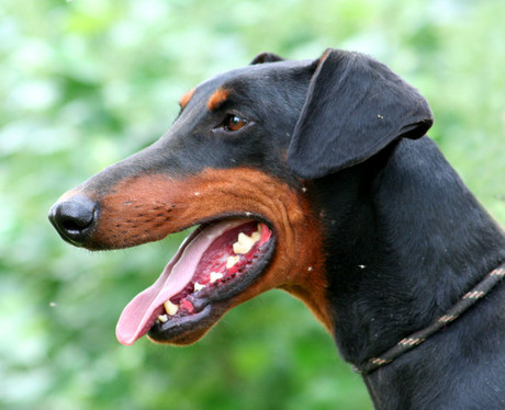 Dobermann-Rüde Morpheus