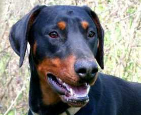 Dobermannrüde OSKAR