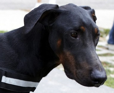 Dobermannrüde Bono