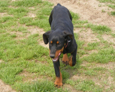 Dobermannhündin Lima