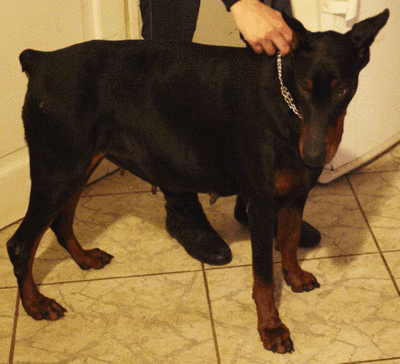 Dobermannhündin Gloria