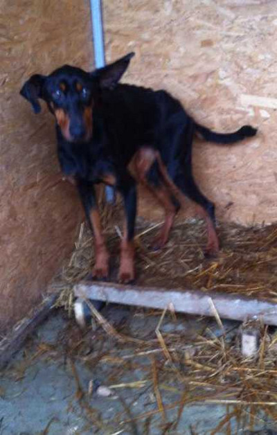 Dobermannhündin SALLY