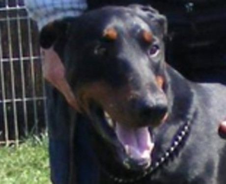 Dobermannrüde Odysseus