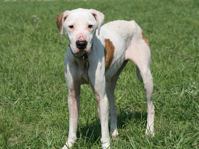 Dogo-Argentino-Hündin Paloma