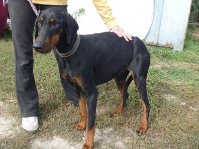 Dobermannhündin Sissy