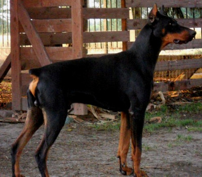 Dobermannrüde Magnum