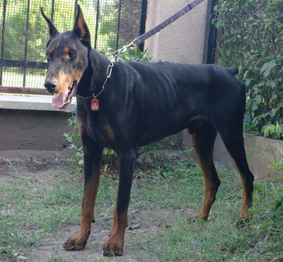 Dobermannrüde Excel