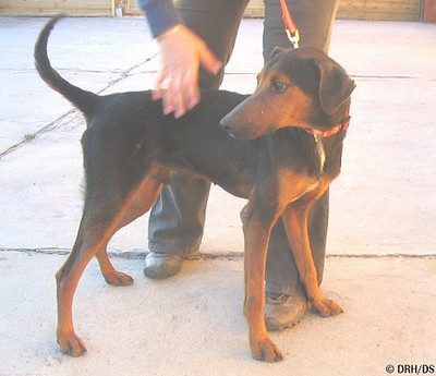 Dobermannrüde Marley