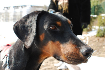 Dobermannhündin Sissy