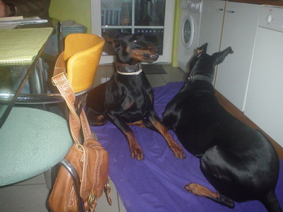 Dobermannhündin Bruni